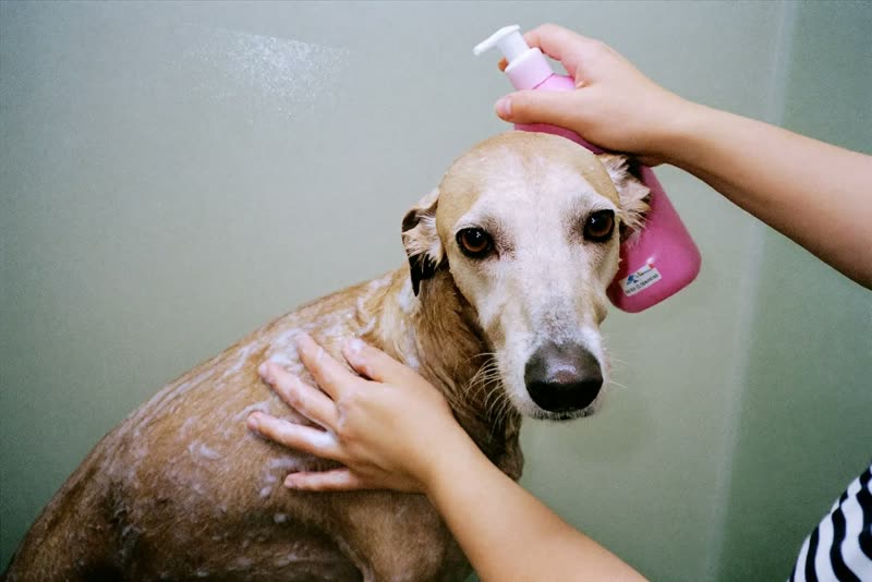 A dog being washed by hand