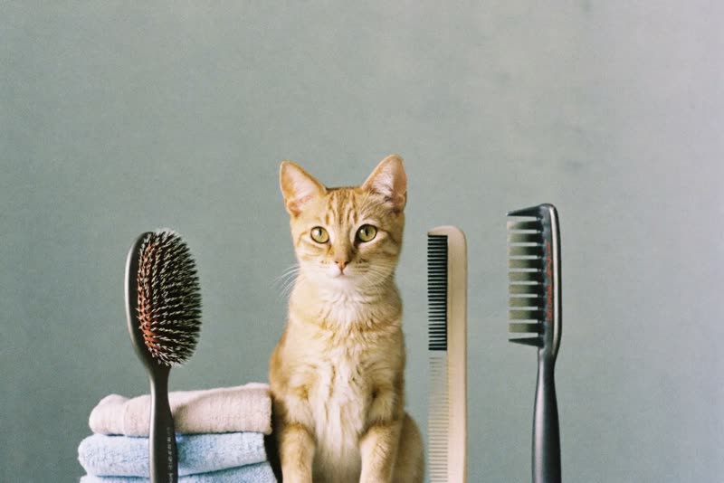 Grooming brushes, comb and towels laid out ready