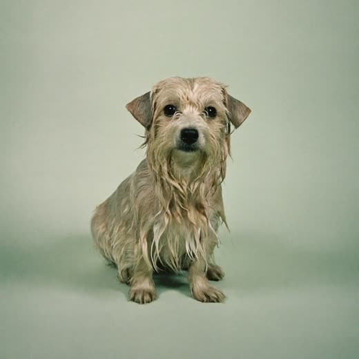 A freshly bathed terrier after a full groom