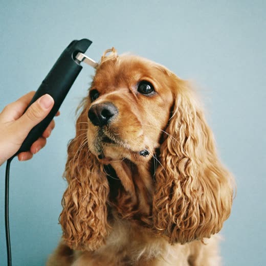 Clipper work on a spaniel's coat