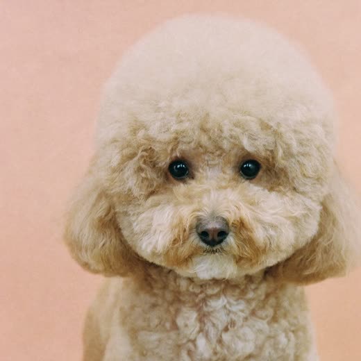 A poodle after a scissor finish