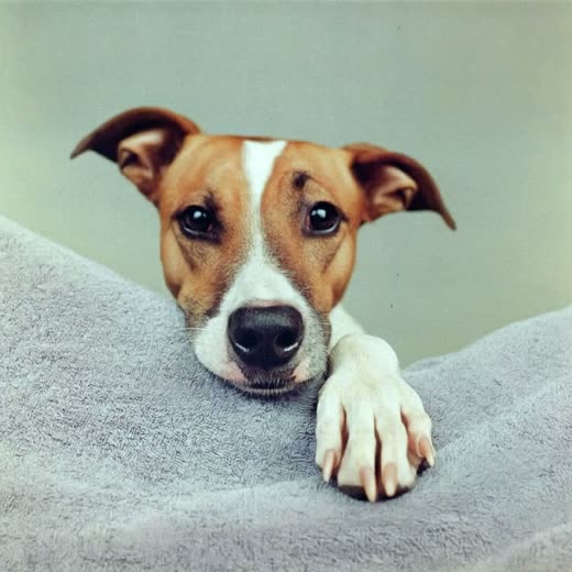 A dog's paw after a nail trim